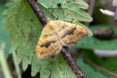 <i>Camptogramma bilineata</i>