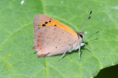 <i>Lycaena phlaeas</i>