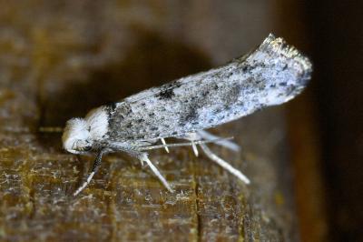 <i>Paraswammerdamia albicapitella</i>