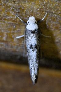 <i>Paraswammerdamia albicapitella</i>