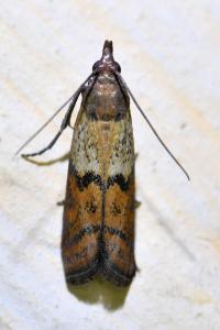 <i>Plodia interpunctella</i>