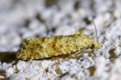 <i>Aethes margarotana</i>