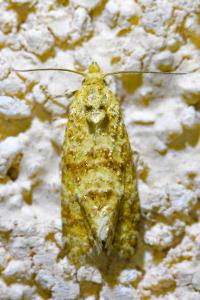 <i>Aethes margarotana</i>