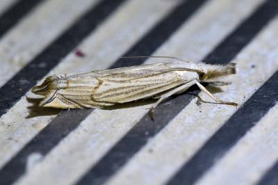<i>Metacrambus carectellus</i>