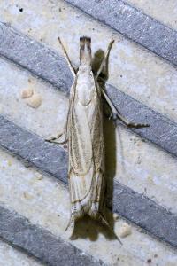 <i>Metacrambus carectellus</i>