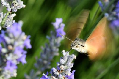 <i>Macroglossum stellatarum</i>