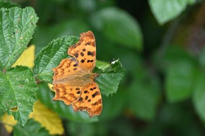 <i>Polygonia c-album</i>