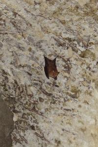Petit rhinolophe