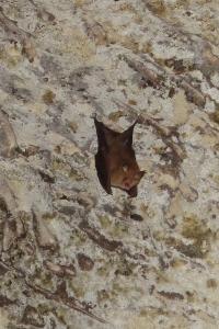 Petit rhinolophe