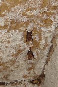 Petit rhinolophe