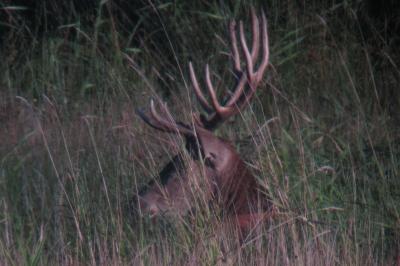 Cerf élaphe