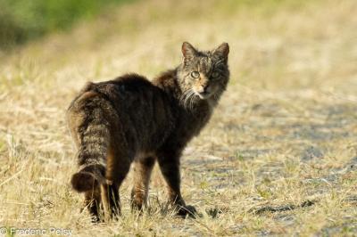 Chat forestier