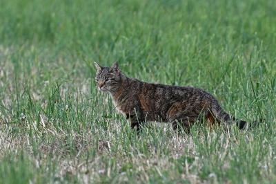 Chat forestier