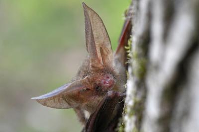 Plecotus auritus