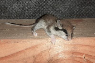 Lérot