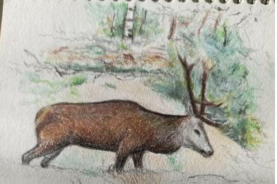 Cerf élaphe
