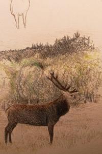Cerf élaphe