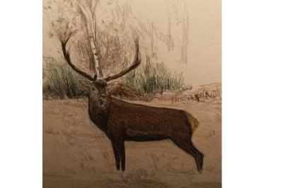 Cerf élaphe