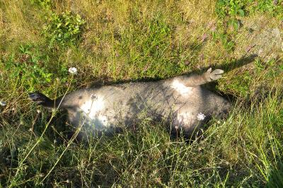 Sanglier