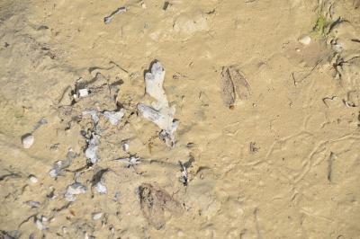 Capreolus capreolus
