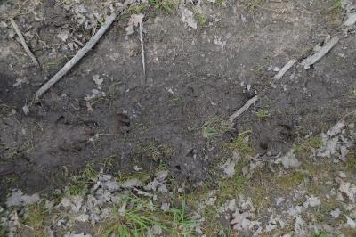 Sanglier