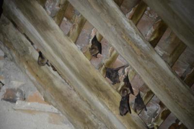 Grand rhinolophe