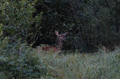 Cervus elaphus