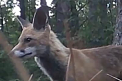 Renard roux