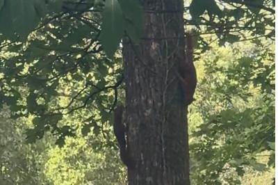 Sciurus vulgaris