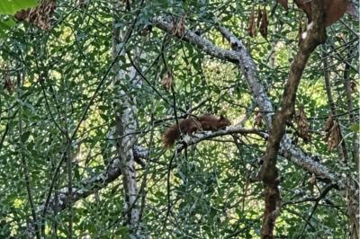 Sciurus vulgaris