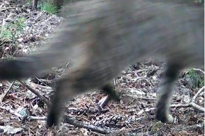 Chat forestier