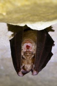 Grand rhinolophe