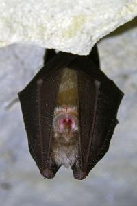 Rhinolophus hipposideros