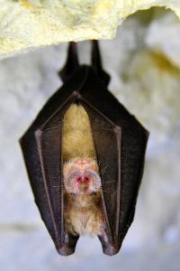 Petit rhinolophe
