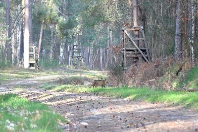 Chat forestier