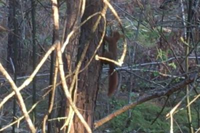 Écureuil roux