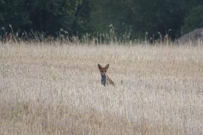 Renard roux