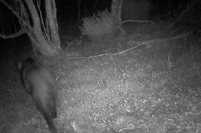 Sanglier