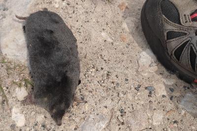 Talpa europaea
