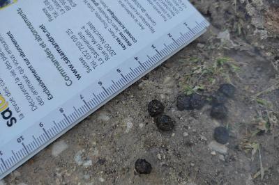 Oryctolagus cuniculus