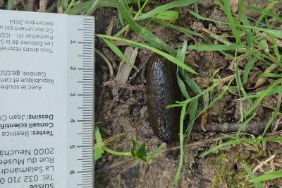 Myocastor coypus
