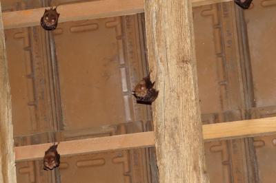 Rhinolophus hipposideros