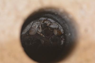 Myotis daubentonii
