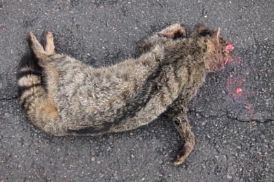 Chat forestier