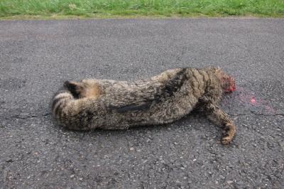 Chat forestier