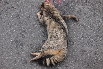 Chat forestier