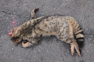 Chat forestier