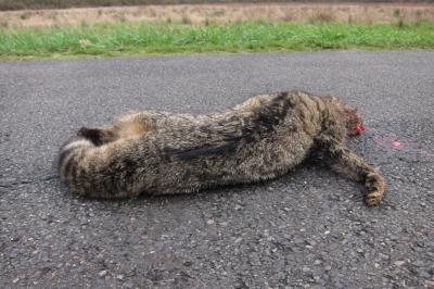 Chat forestier