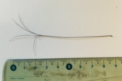 Sanglier
