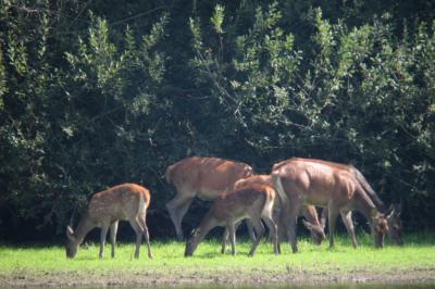 Cerf élaphe